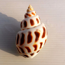  Natural conch shell Dongfeng snail checkerboard snail flower point snail fish tank Aquarium landscaping roll shellfish shrimp crab sojourn