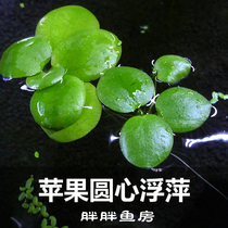 Fat Fat Fish Room Fish Tank Breeding Center Ping Round Leaf Duckweed Living Elimination NO2NO3 Shrimp Vat Water Grass