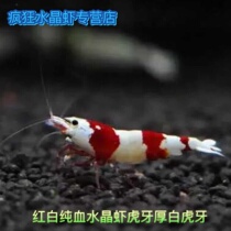 Red and white pure blood tiger teeth crystal shrimp tiger teeth pure shrimp no platinum shrimp ornamental shrimp living rice shrimp