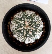 Garden pocket seedling