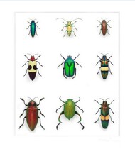 Butterfly: A variety of insect specimens mix and match art insect specimens real insects European and American big-name simple style