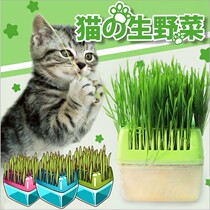 Cat grass pet cat grass snack cat food removing hair ball soilless cultivation hydroponic set with box DIY pink Green Blue
