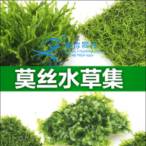 Big Triangle MOSS MOSS live plant package Fish Tank Aquarium landscaping decoration real water grass