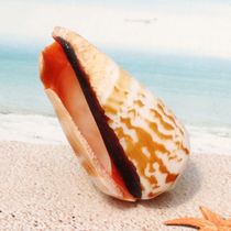 Clearance natural shell 5-6 red mouth snail fish tank floor Home wall decoration Wedding decoration creative jewelry