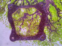 Gasoline generator set parts 168F valve cover gasket 2KW cylinder cover gasket 170F3KW top cover gasket