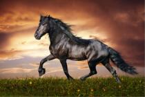Adult 1000 pieces of wooden puzzle 1500 Childrens educational toys Animal custom oil painting gift Strong horse