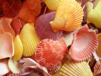 Natural punched sea shell decorated terrace fish tank DIY sea shell home Mediterranean decoration on the sea sea