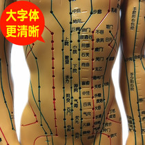 Moxibustion model of medical human acupoints plan Meridian for men and women Universal silicone clear words teaching