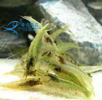 Black shell shrimp live feed shrimp algae shrimp tools shrimp ornamental shrimp cleaning shrimp grass tank water grass tool shrimp