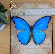 Butterfly language Big Blue butterfly Brazilian national butterfly real butterfly specimen insect specimens spread wings about 13-14cm large butterfly