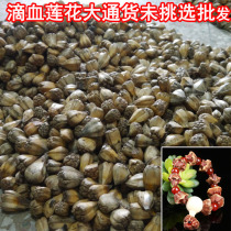 Chase cargo blood-dripping Lotus original seed Blood-dripping Lotus Bodhi seed original seed batch) 500 grams of 2 kg