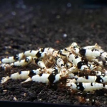 Black and white pure crystal shrimp Pure blood thick white crystal shrimp Ornamental shrimp Pet shrimp Live rice shrimp