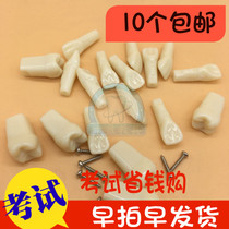 Dental materials Loose teeth can be replaced with simulated in vitro teeth Resin tooth model practice class 2 holes 10