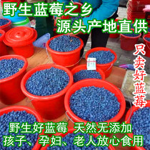 Dried Blueberries Wild no added Beiqi Shen Blue Mold dried fruit Daxinganling specialty blueberry anthocyanins 500g