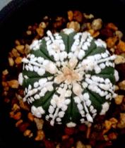 Royal Super Pocket seedling