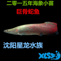 Sea elephant fish giant bone tongue fish giant dragon fish tropical fish ornamental fish large fish bag live batch fish field direct sales