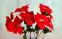 Simulation of poinsettia Christmas flowers