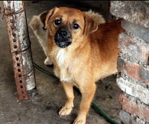  041 little fool(Non-sale products are for display only)