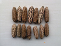 Supply of white pine cloud cedar fruit long pine fruit dried flowers to shoot props Kindergarten Artisanal Diy Creativity