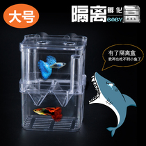 Peacock hatch box double floating incubator juvenile breeding acrylic isolation box fish box large