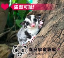 Honey bag gliders live honey gliders and many stars go to the store ~ ordinary color honey little public 2369-MPDU