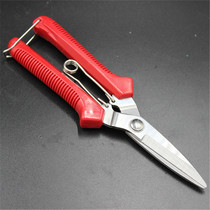 Fruit scissors straight branches fruit trees trees trees branches flowers fruit fruit scissors fruit scissors