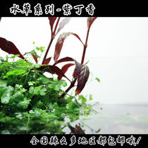 Aquarium water plant Red lilac water plant Fish tank water plant Water plant landscaping Real water plant Middle and rear view water plant