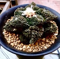 Succulent Plant rock peony genus horticultural cauliflower Peony