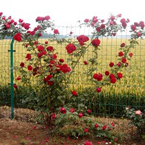 Yard climbing flowering flowers climbing rattan rose royal horse carriage rose flower seedlings