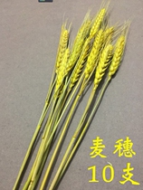 Wheat hoeing props wheat seedling props ornaments waiting for rabbit props autumn radish vegetables