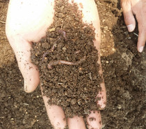 Pure earthworm manure earthworm soil cow manure farm fertilizer dry flower vegetable succulent general fertilizer