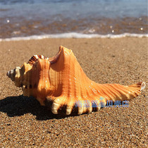 Hot sale conch shell Weevil tiger head snail 8-11CM Aquarium decoration home ornaments scarce specimen collection gift