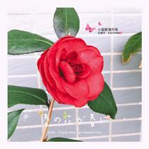 (Sub-pack)Yayang AD cream Si Tuomin Bedma PP Bedma powerful