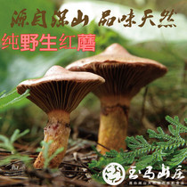 In 2019 high-quality northeast Huanren red mushroom pine umbrella mushroom autumn board complete hard core quality