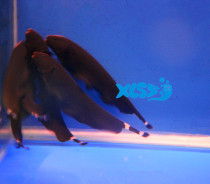 Fish Water Love Deep Devil Knife Fish Black Devil Line Feathers Electric Eel Black Feather Fish Tropical Fish Ornamental Fish Live