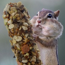 Squirrel Parrot Birds Barn Rat Rabbit Dragon Cat Snacks Delicious Grocery Grindroe 5 Valley Honey Stick Meme