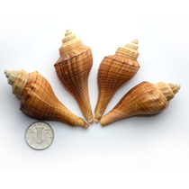 Pure Natural Conch Shell Fragrant Snow Conch Shell Fish Tank Platform Aquarium Decoration DIY