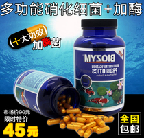 American fish tank nitrification bacteria plus enzyme koi fish pond special dry powder capsule water purification clear agent