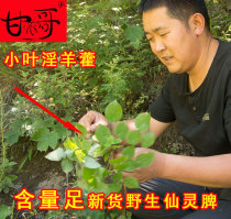 Angelica Epimedium Male Nourishing Wild Xianling Spleen Gansu Traditional Chinese Medicine Epimedium Leaf Tea Tea 100