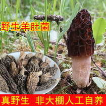 Yangtu Plateau wild morel mushroom Natural bacteria Wild bacteria dried goods Wolf morel morel mushroom Morel vegetable dried mushroom