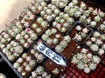 The spanescent plant of the mastoid genus Klei Pill