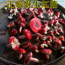 Red mushroom head Fujian Sanming Jianning wild mushroom food Wuyishan Red Mushroom 100 grams