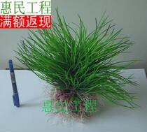 (Huimin Aquarium) simulation grass artificial grass fish tank water grass A3125 fish tank decoration height 24cm