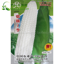 Chinese Academy of Agricultural Sciences Yinwaxy No.1 corn seeds waxy 318 Sweet glutinous corn sweet corn glutinous corn seeds fragrant sweet waxy