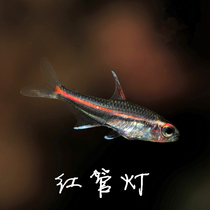 South American aquatic red light pipe fish glass neon light fish small ornamental fish tropical fish light corfish live fish