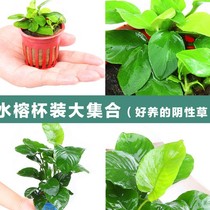 Small Banyan Danish little water Banyan golden little water Banyan fish tank prospects aquarium landscaping good water plants