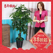 Green plant simulation plant tree fake wealth tree potted tree potted tree ornaments bonsai landing interior decoration large fake tree