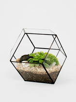 {Limited Time}Hexagonal Geometric Glass Flower Vase Succulents Micro-landscape Glass Greenhouse Empty Phoenix Flower Pot