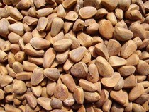 Changbai Mountain wild pine nuts Northeast wild pine seeds 500g
