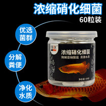 Nitrifying bacteria fish tank Aquarium concentrated nitrifying bacteria dry powder capsules stabilize water quality Aquarium agents purify water quality